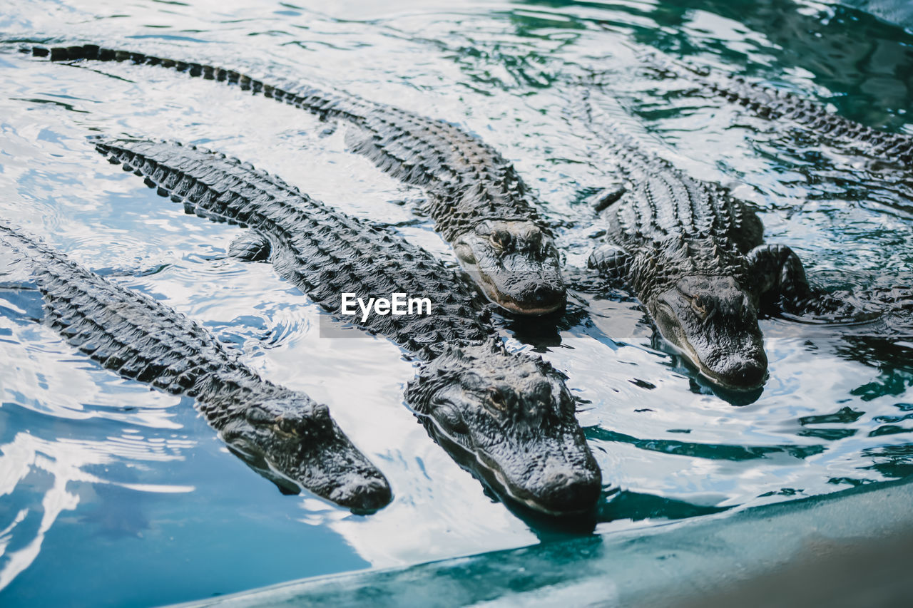 Alligators in water