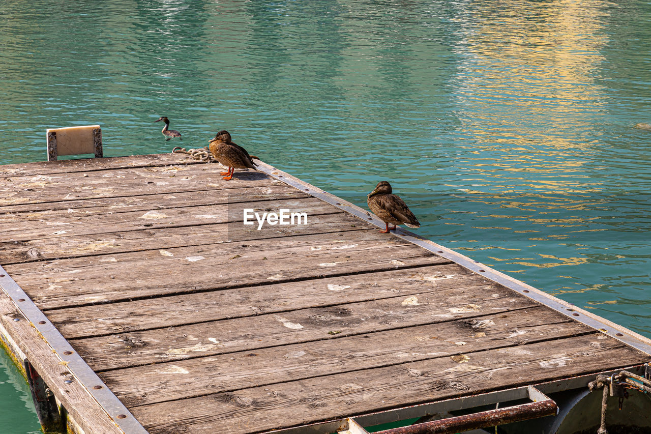 High angle view of bird perching on pier over lake