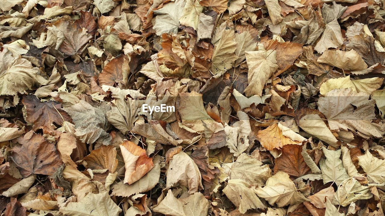 Full frame shot of dry leaves