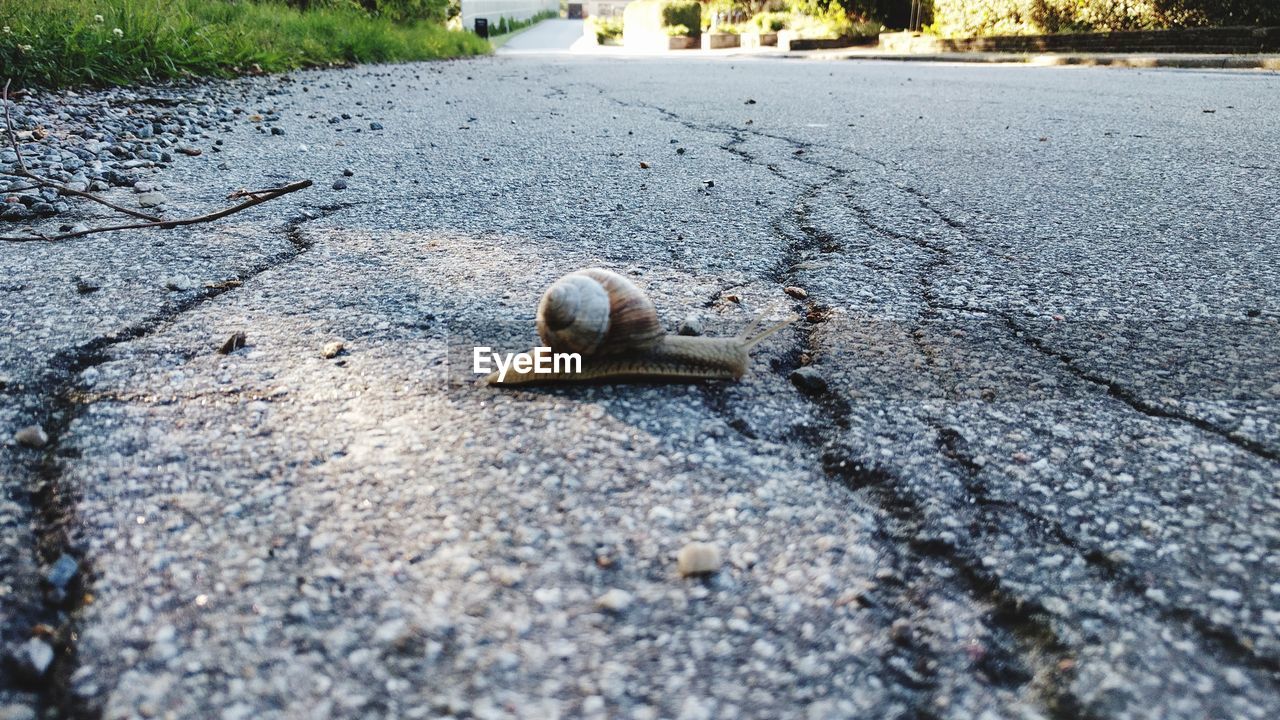 Close-up of snail on road