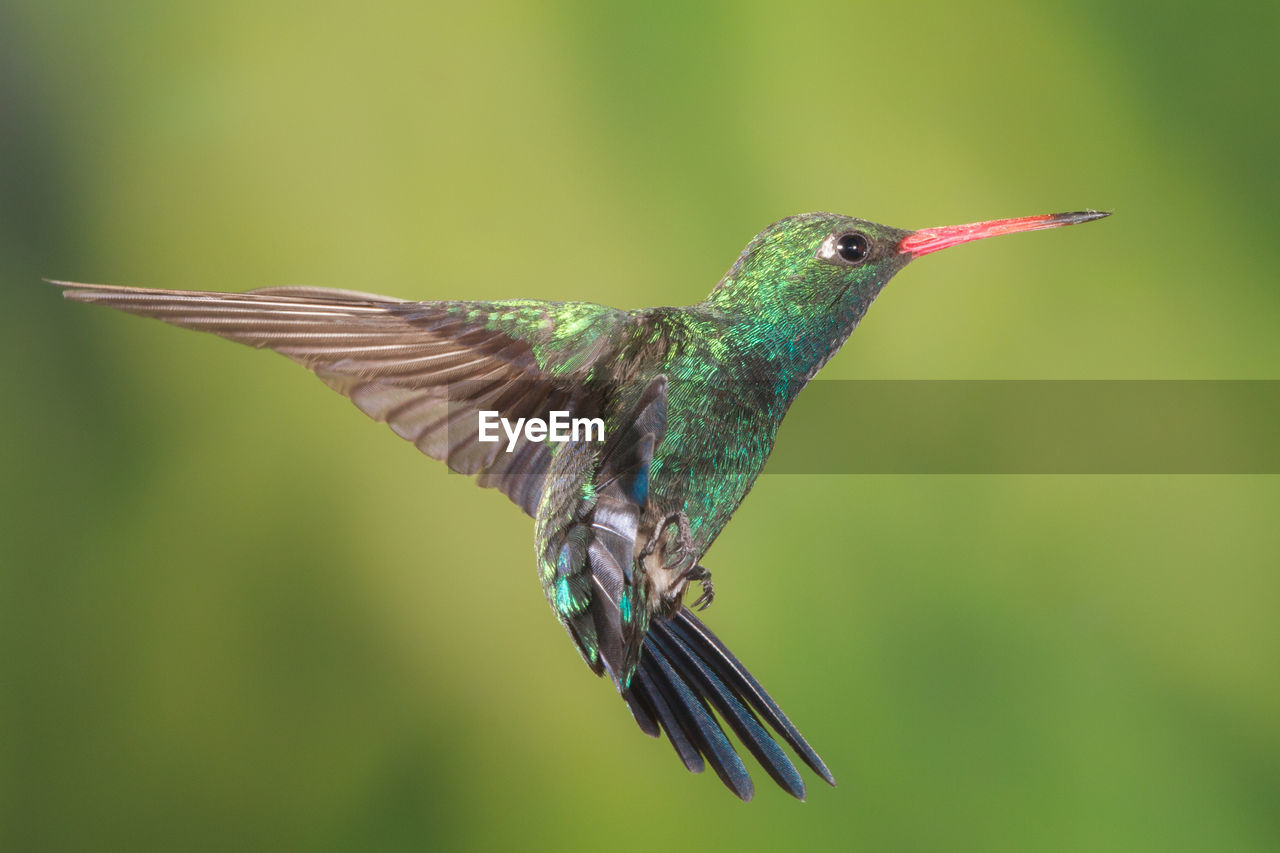 CLOSE-UP OF BLUE BIRD FLYING