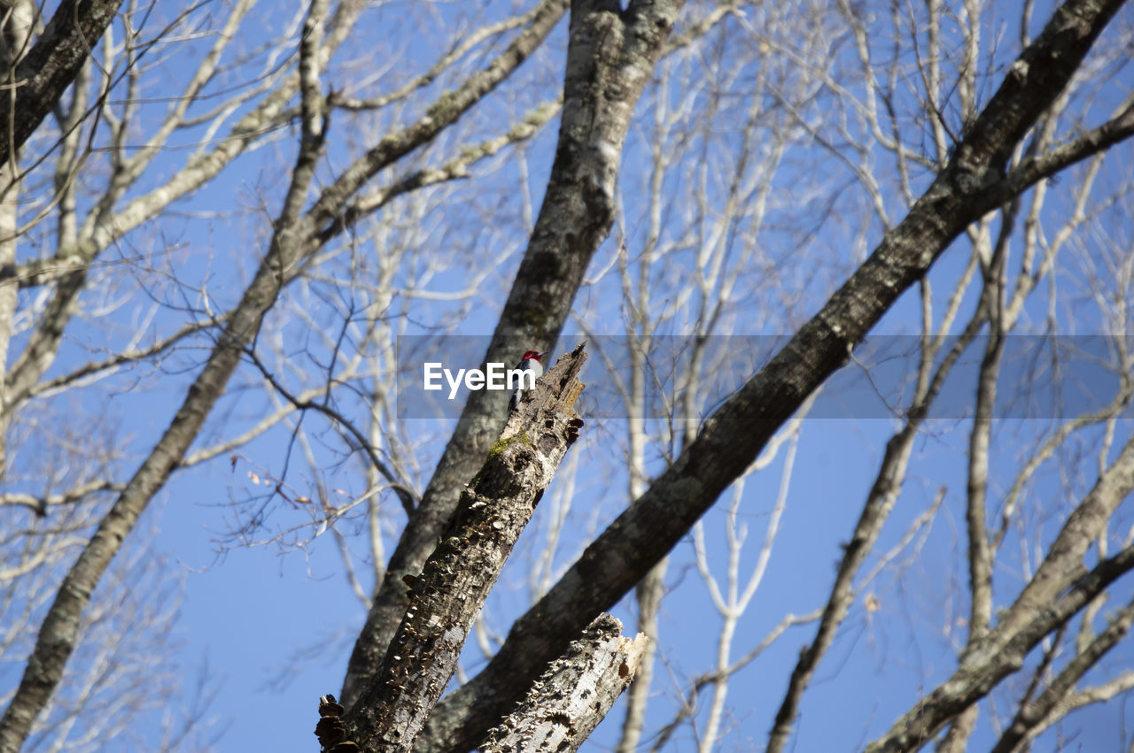 LOW ANGLE VIEW OF BIRDS PERCHING ON TREE