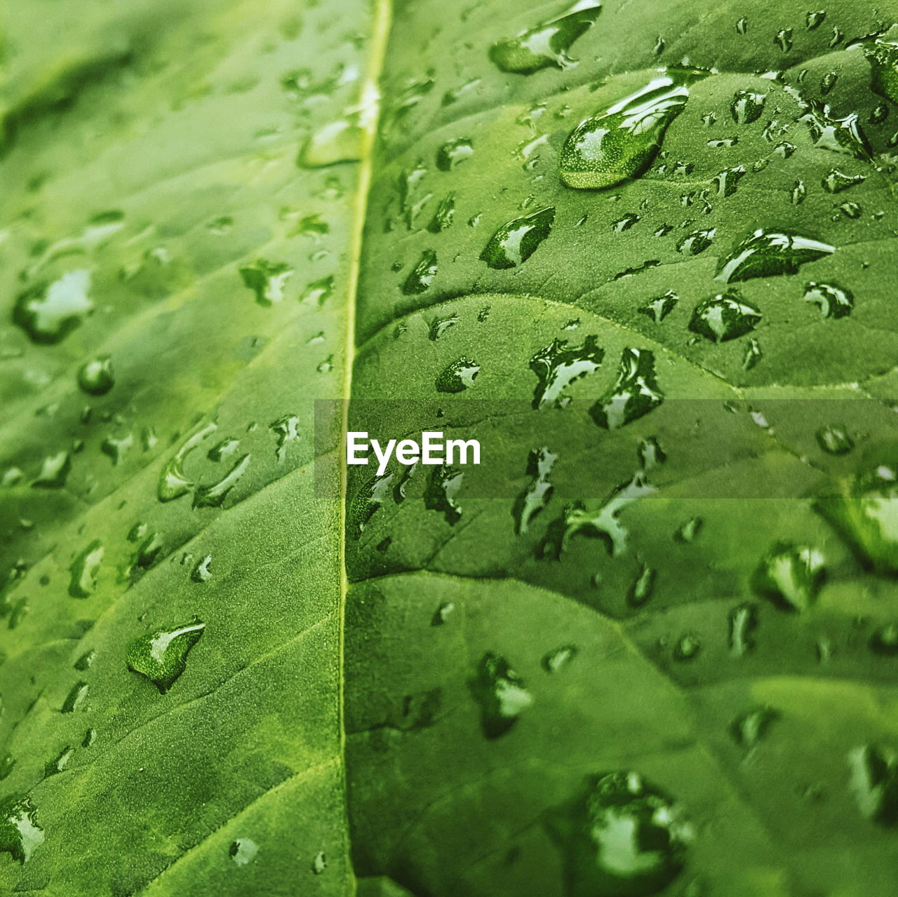 Full frame shot of raindrops on leaf