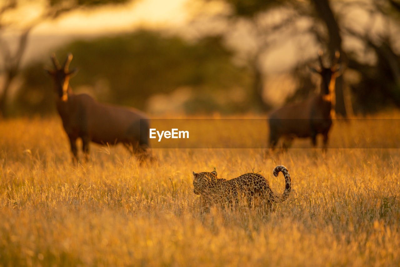 Two topi watch leopard walking through grass