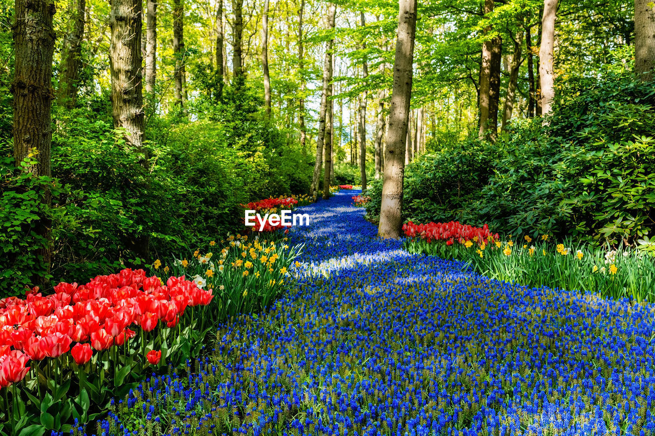 Colorful blooming red tulips and blue muscari flowers in famous keukenhof public  in netherlands