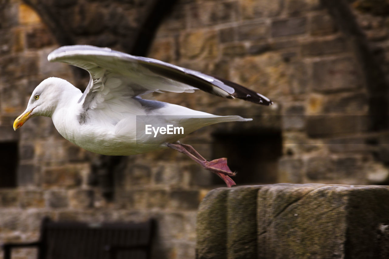 BIRD FLYING OVER WALL