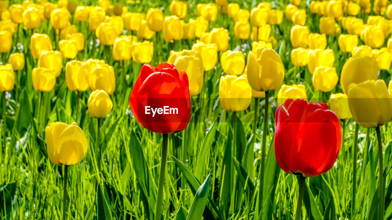 Close-up of yellow tulips in field