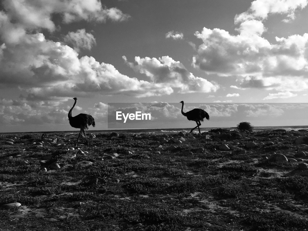 Silhouette birds on land against sky