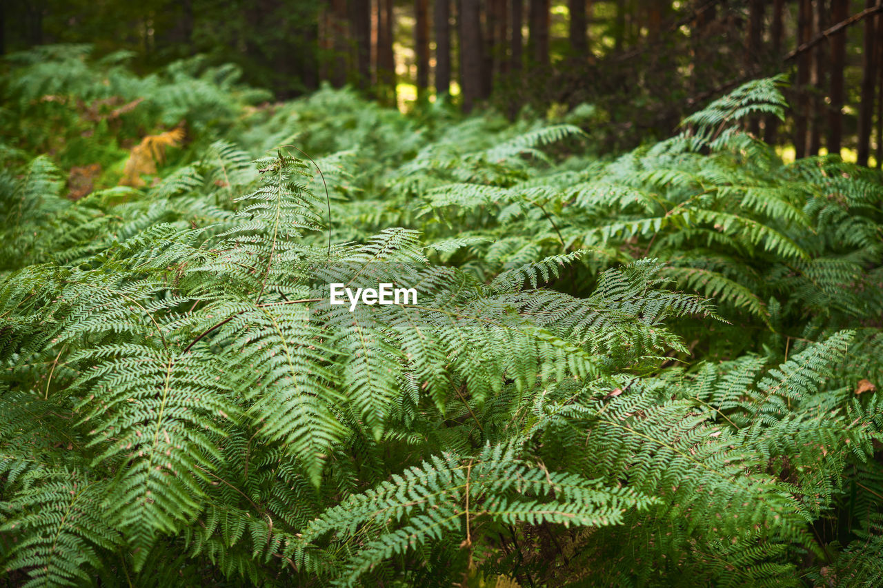 Dense thickets of fern in a pine forest, restoration of health and psyche in nature idea for screen