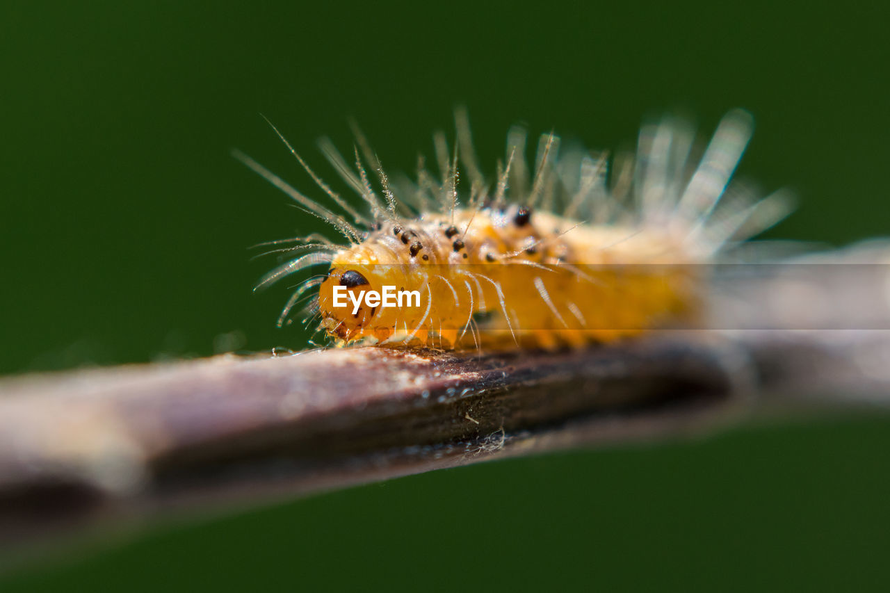 Wildlife marco photography-yellow caterpillars	
