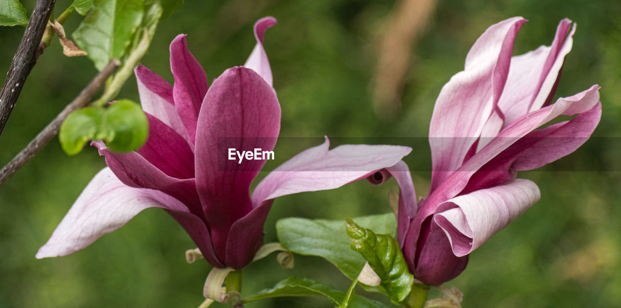 Close-up of pink magnolias