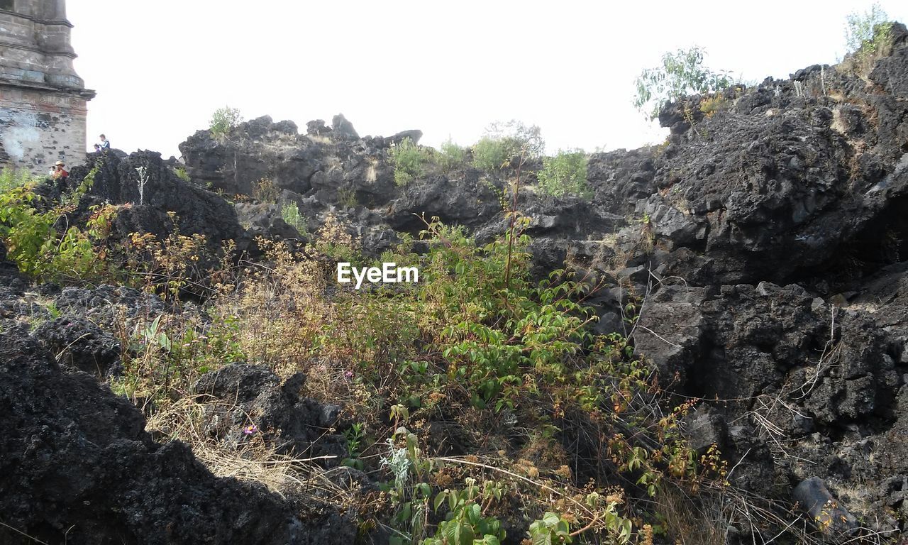 TREES GROWING ON ROCKS