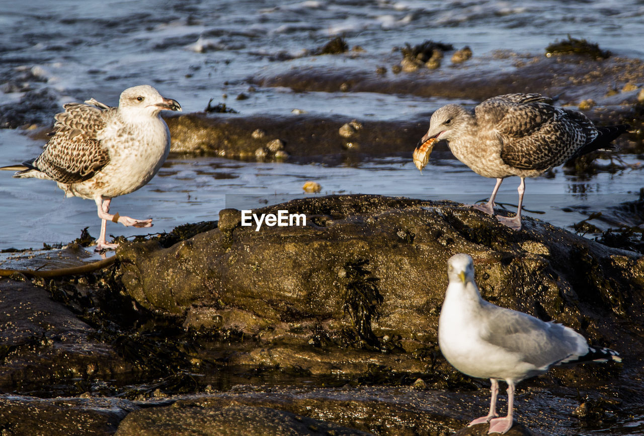 Gulls on the rocks