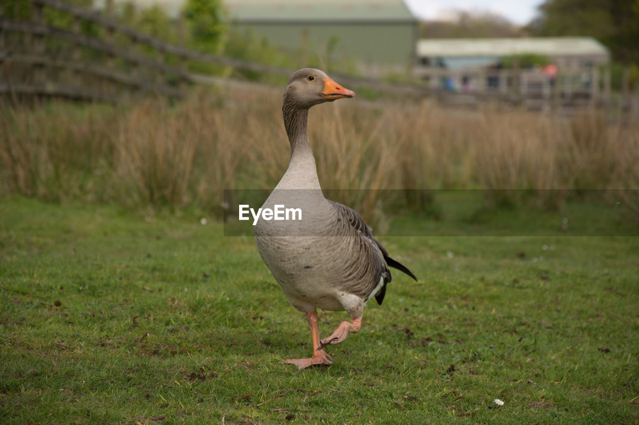 Close-up of bird on field