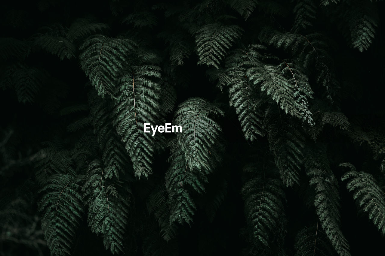 CLOSE-UP OF FERN LEAVES