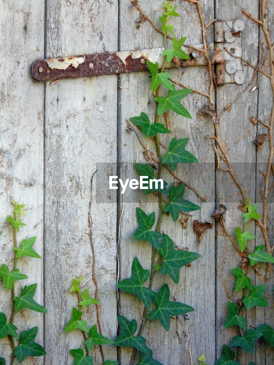 Ivy growing on wooden door