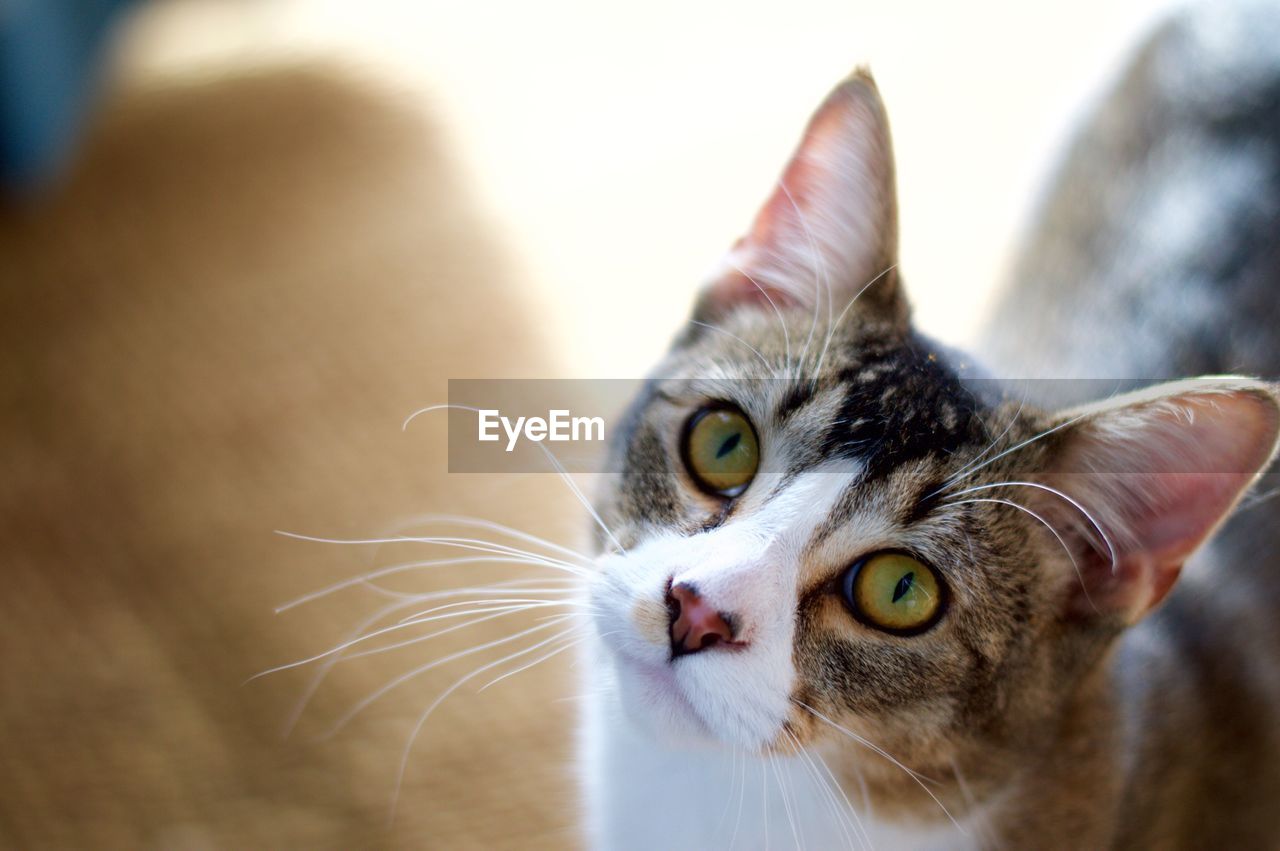 Close-up portrait of cat