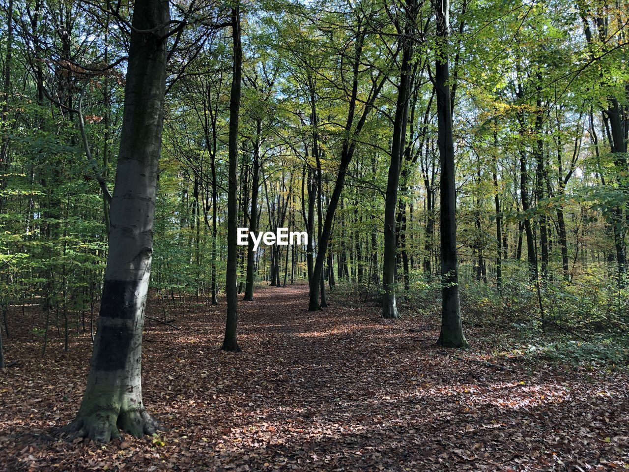 SCENIC VIEW OF TREES IN FOREST