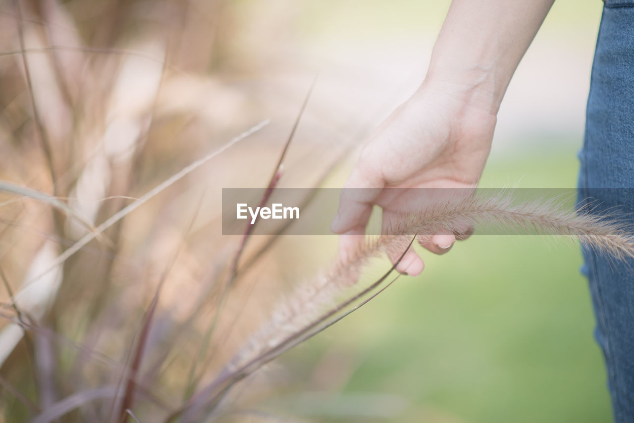 Close-up of hand touching plant in farm