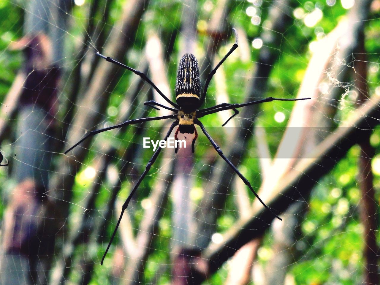 Close-up of spider on web