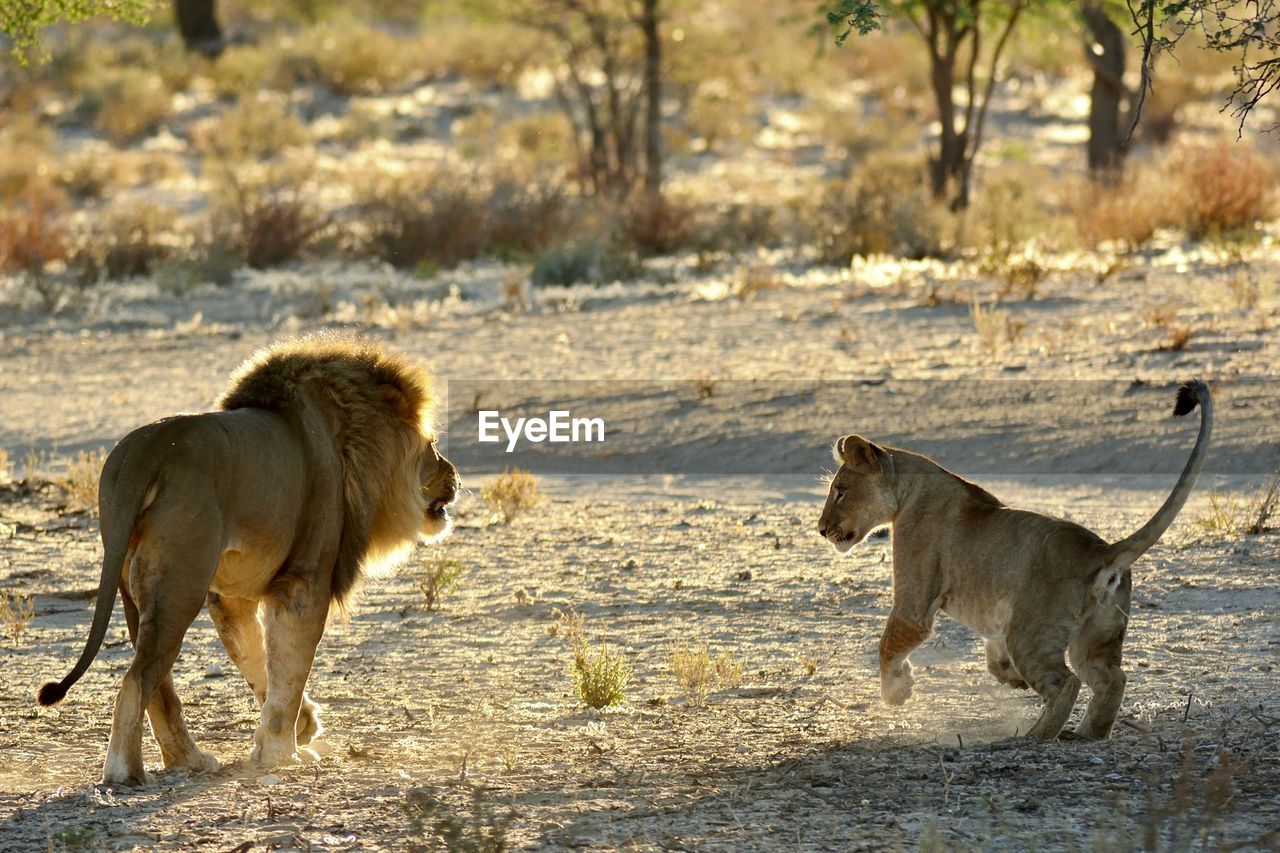 Rear view of lions on field