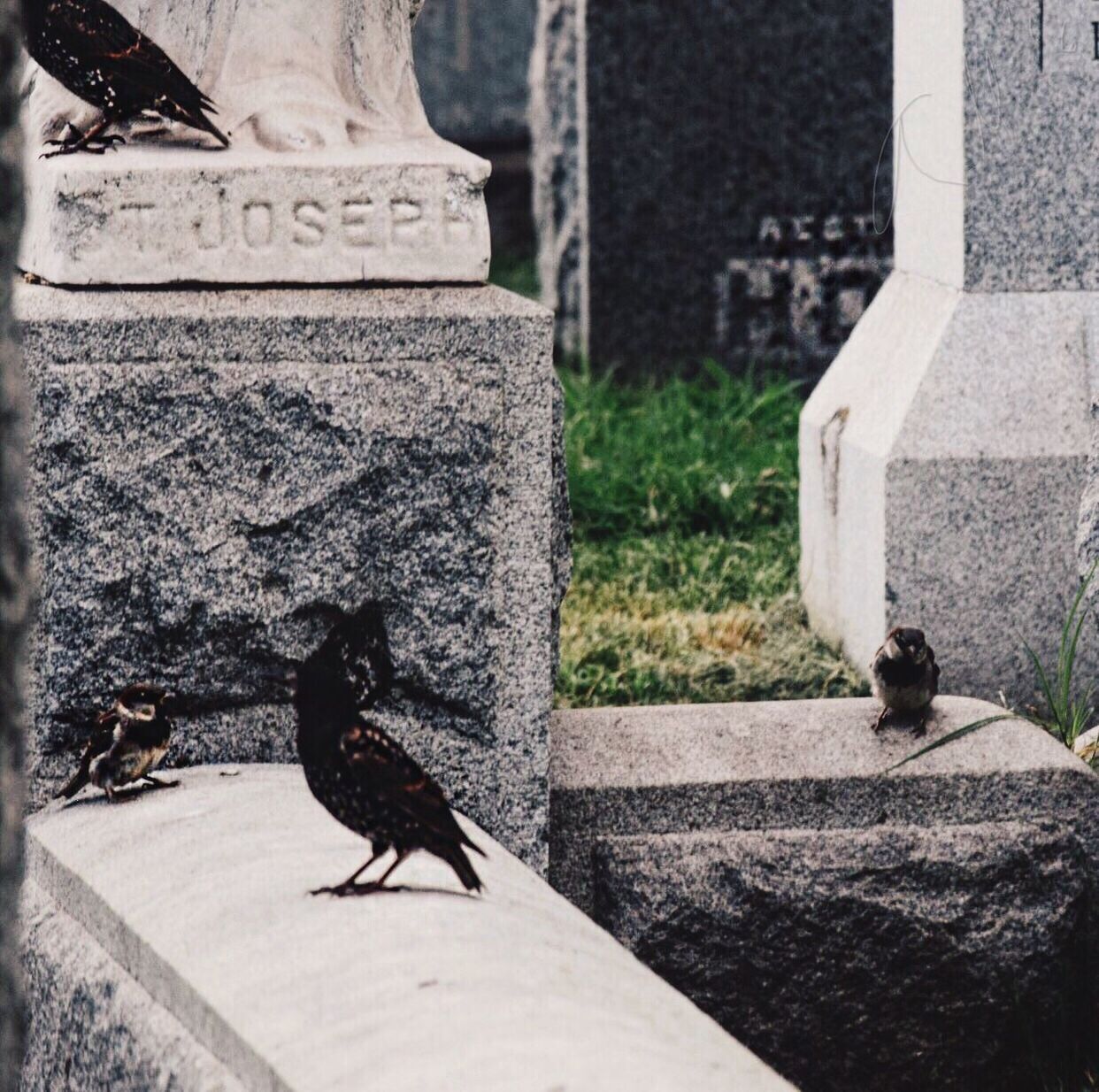 Close-up of bird perching at graveyard