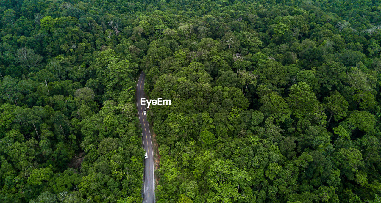 High angle view of trees in forest