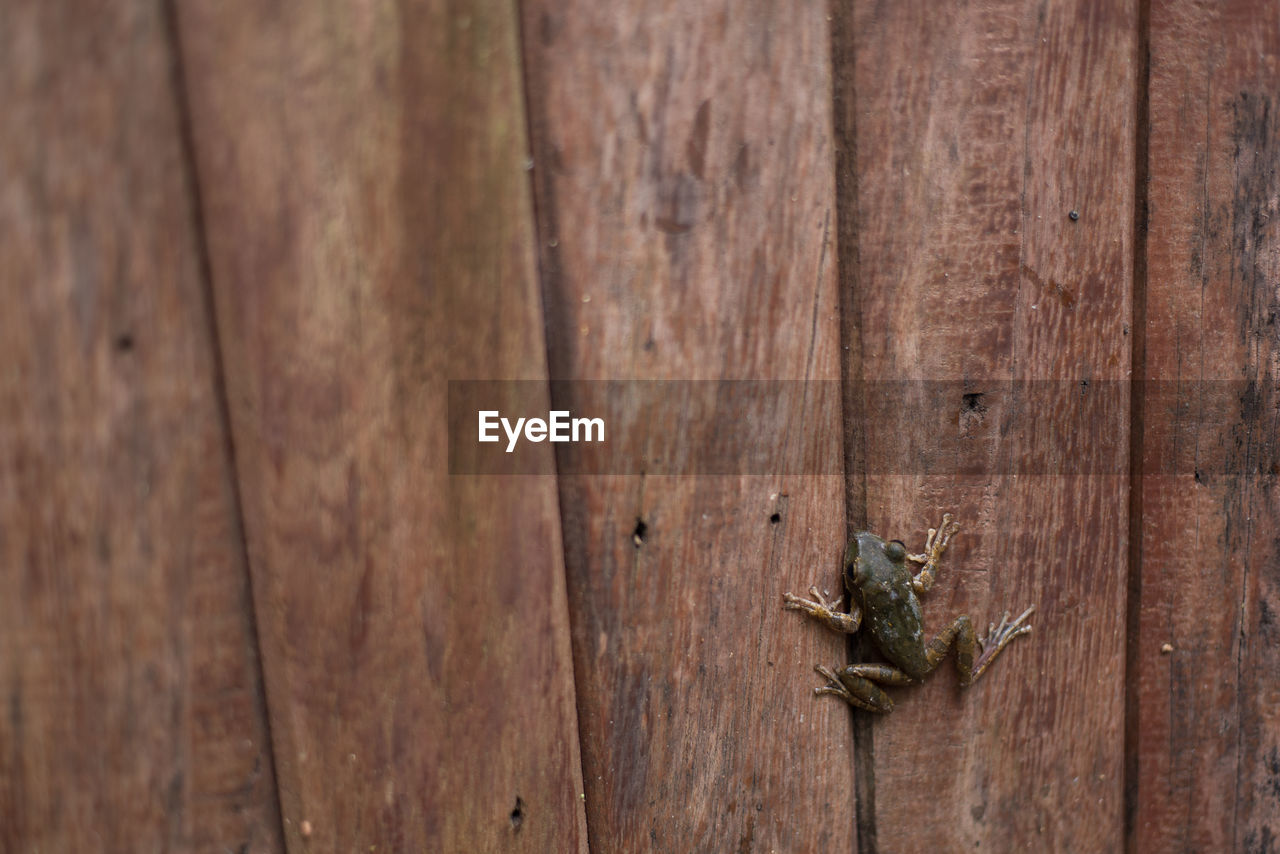 Close-up of frog on wooden wall