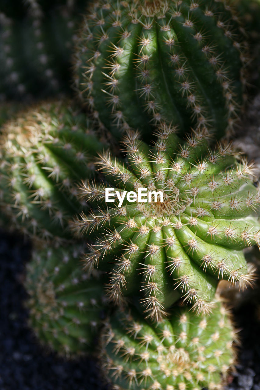 CLOSE-UP OF CACTUS PLANT