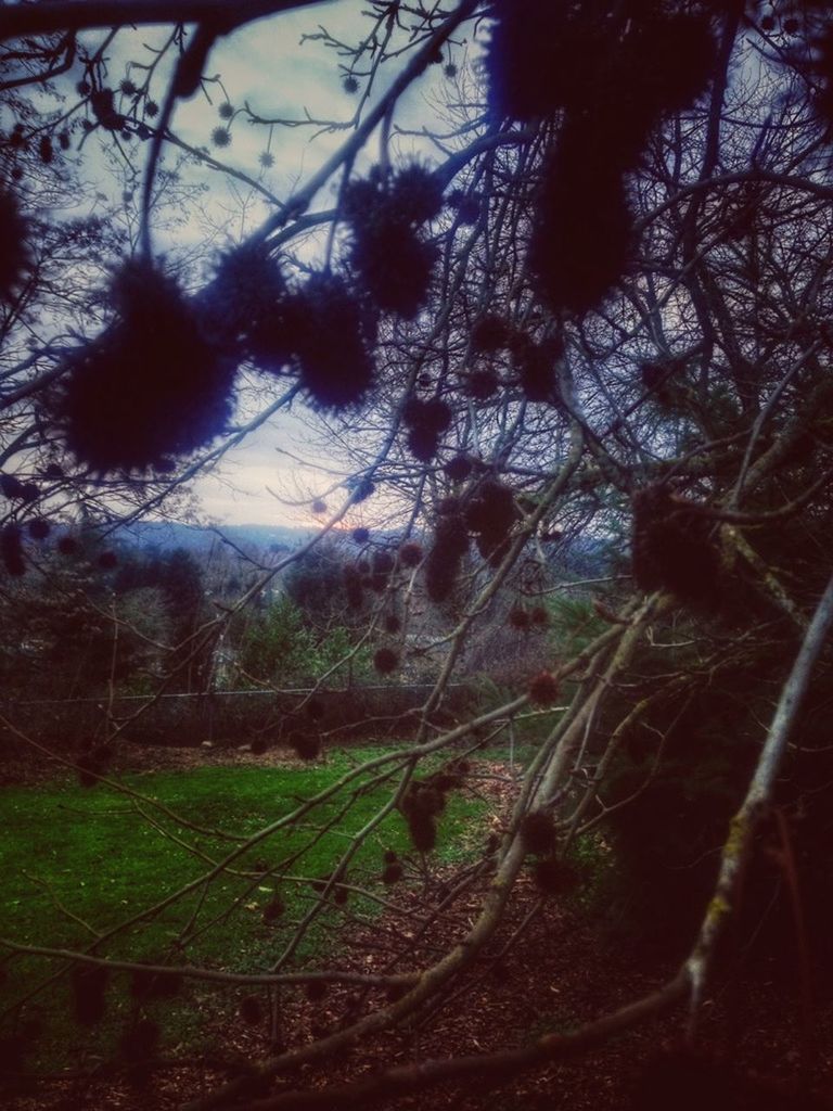 TREES GROWING ON FIELD