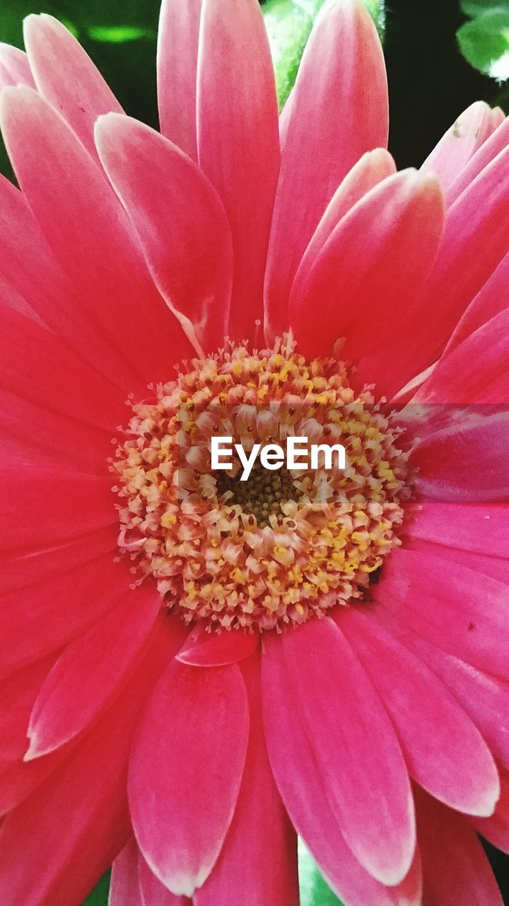 CLOSE-UP OF PINK FLOWERS BLOOMING OUTDOORS