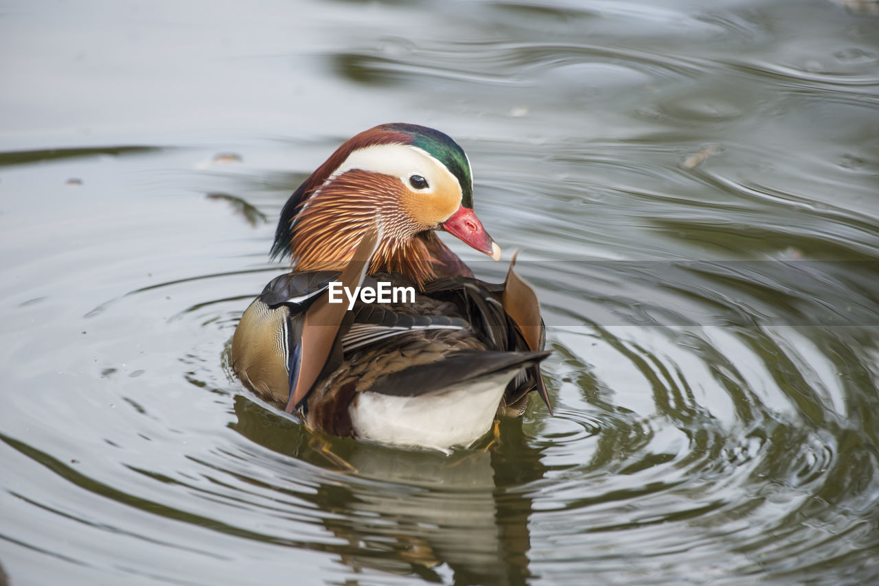 Close-up of duck in lake