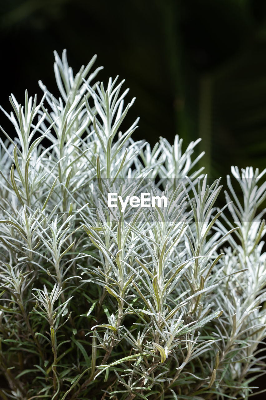 CLOSE-UP OF PLANT GROWING IN FIELD
