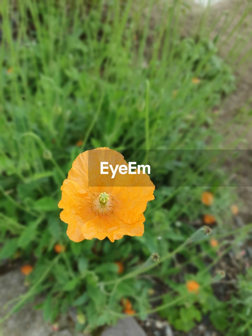 CLOSE-UP OF ORANGE FLOWER GROWING ON FIELD