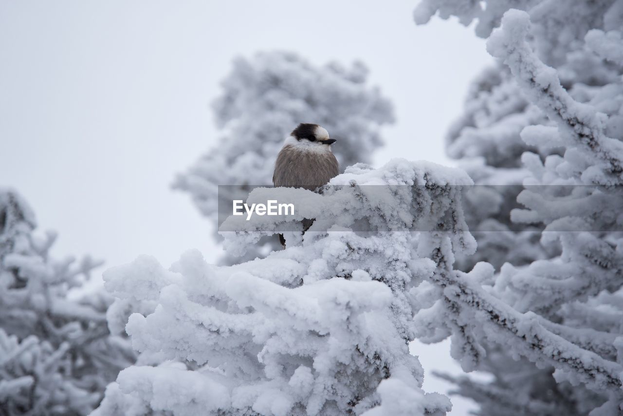 Close-up of bird perching on snow covered trees