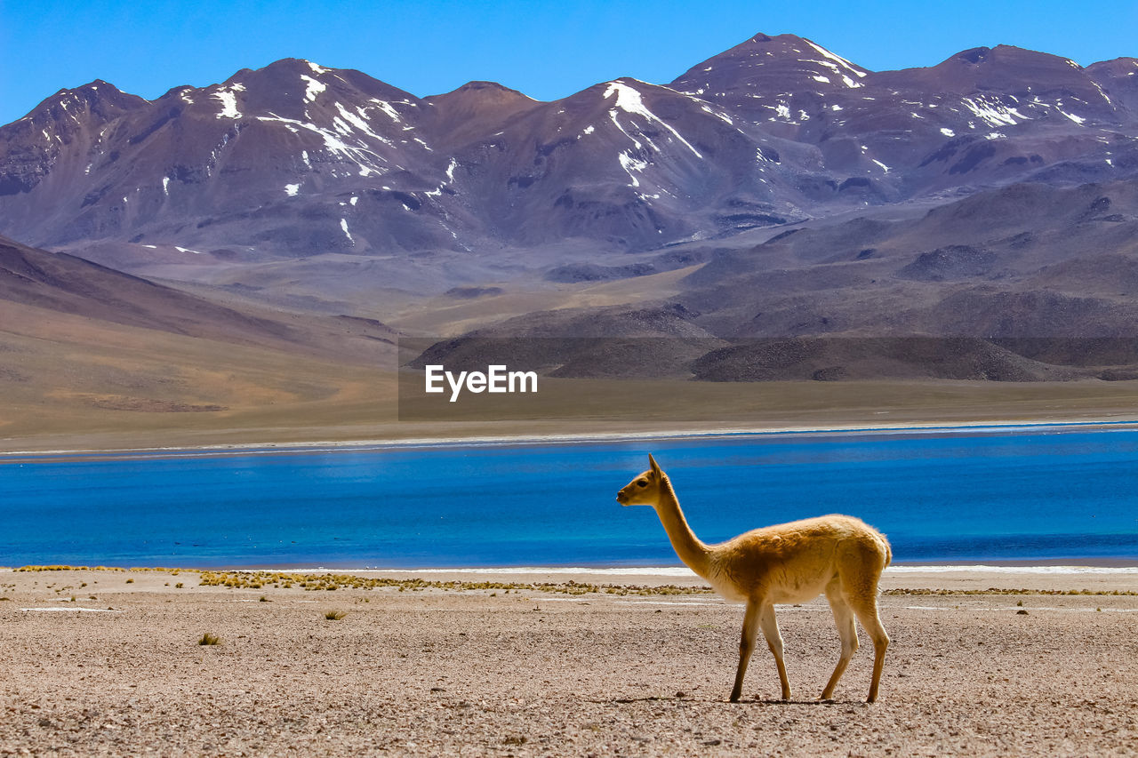 GIRAFFE ON MOUNTAIN AGAINST SKY