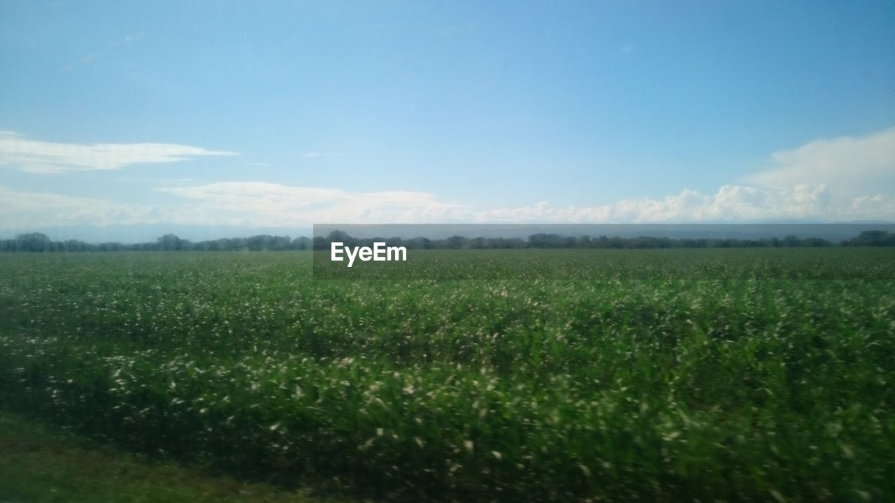 SCENIC VIEW OF FARM FIELD AGAINST SKY