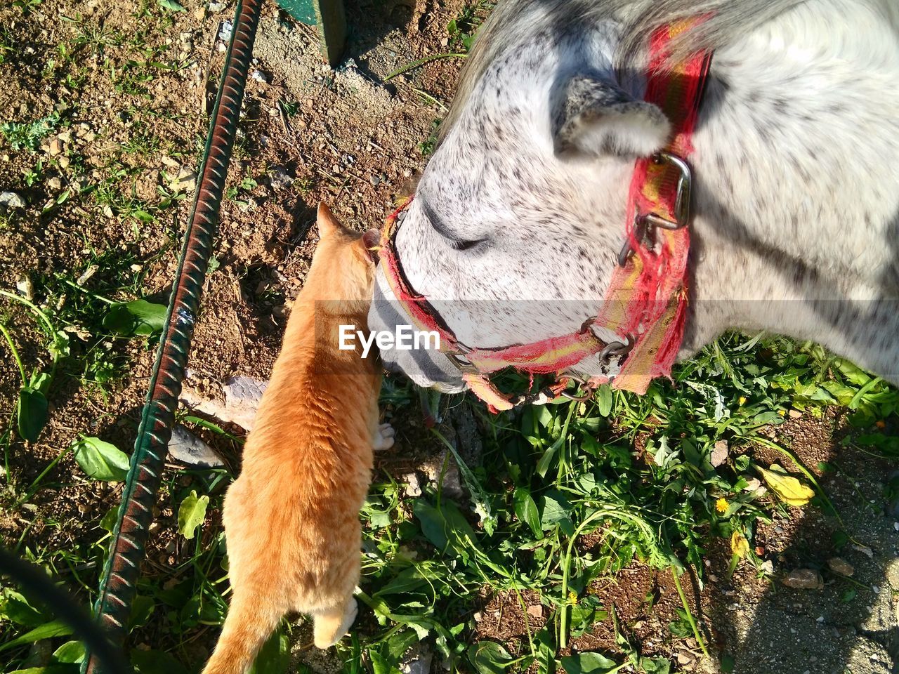 High angle view of horse with cat on field