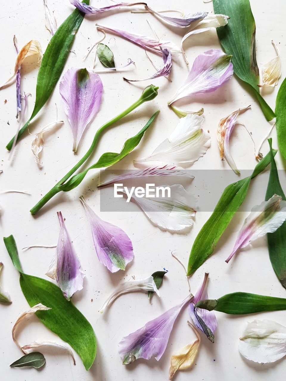 High angle view of purple flowering plant