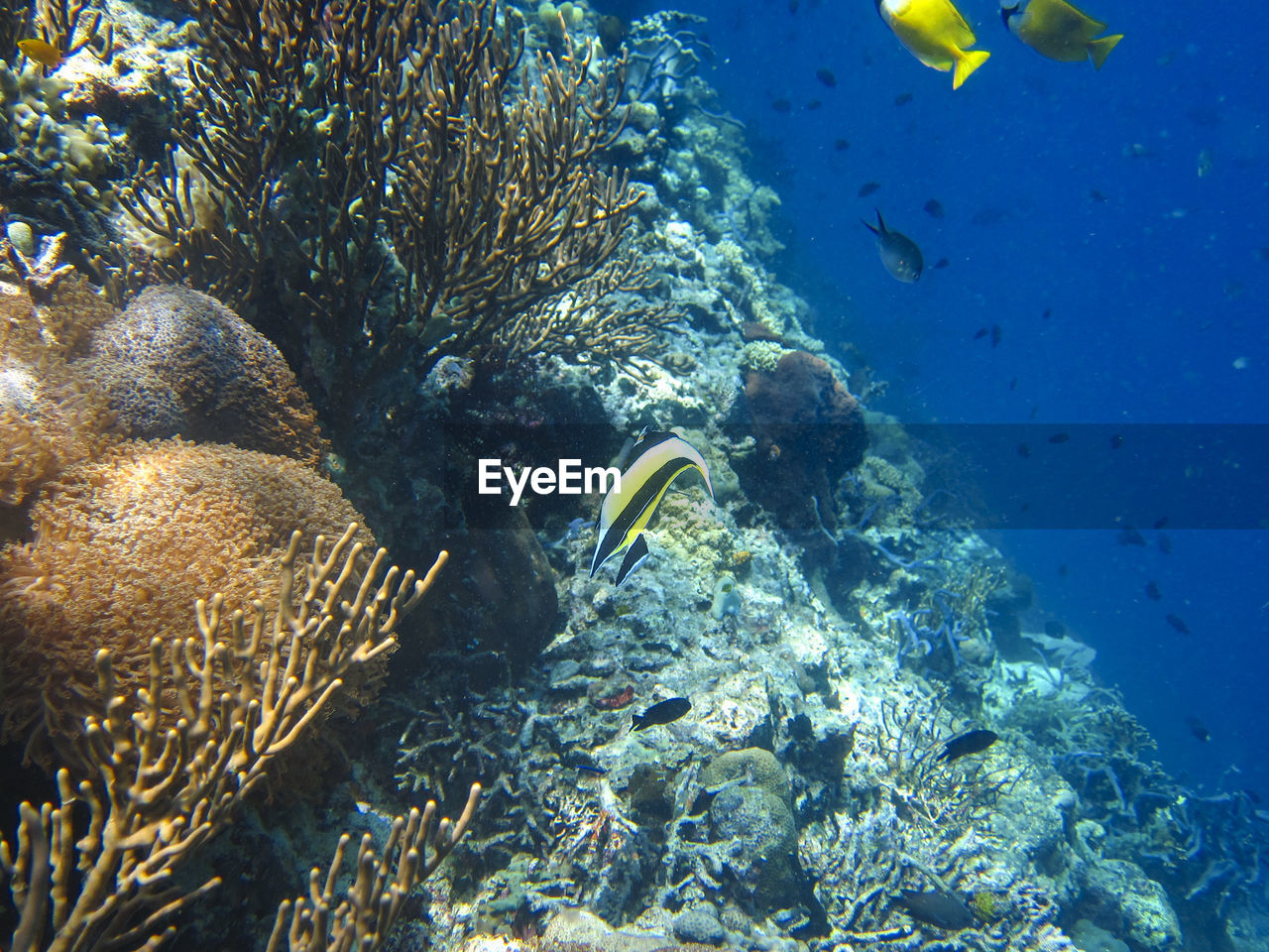 Fish swimming in sea