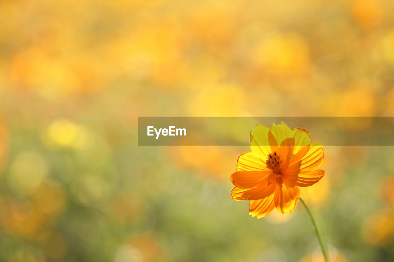 Close-up of yellow flowering plant 