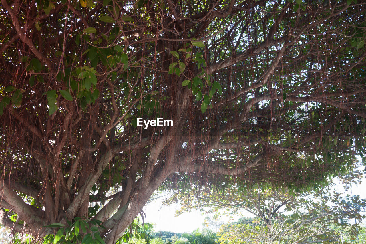 LOW ANGLE VIEW OF TREES