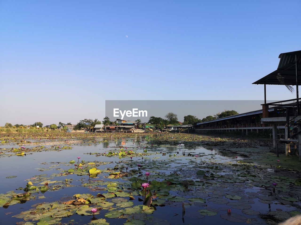 WATER LILIES IN LAKE AGAINST SKY