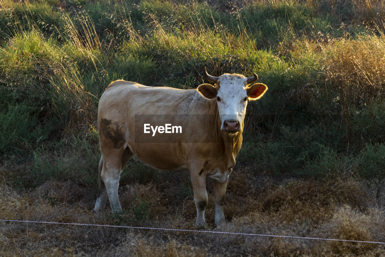 PORTRAIT OF COW STANDING IN FIELD