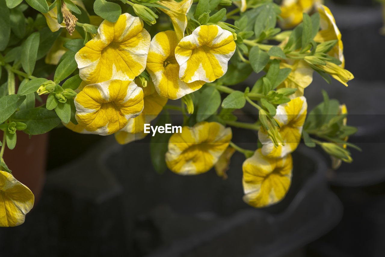 CLOSE-UP OF YELLOW FLOWERS