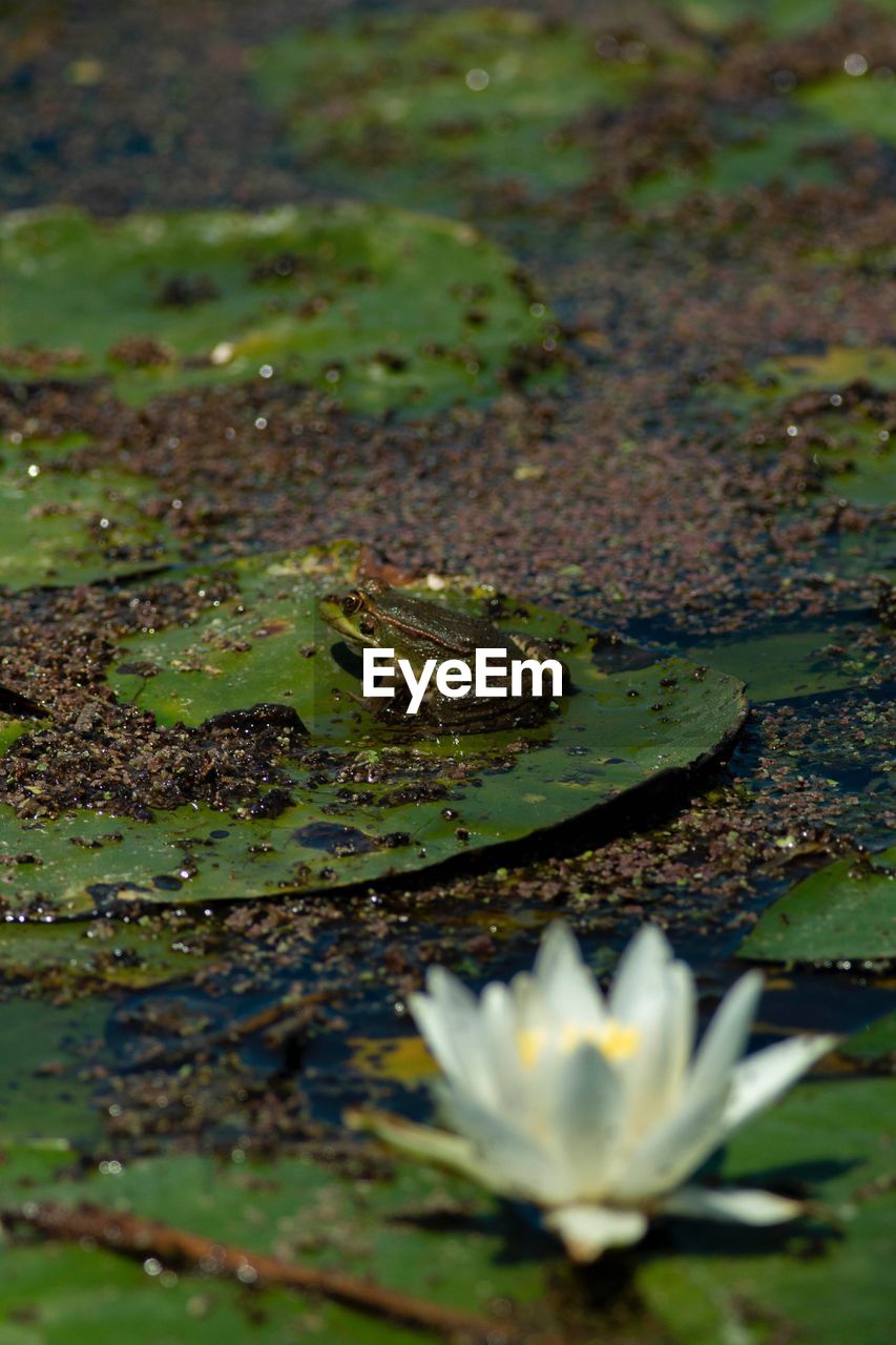 CLOSE-UP OF FLOWERS IN LAKE