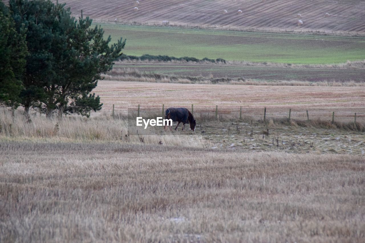 SHEEP GRAZING ON GRASSY FIELD