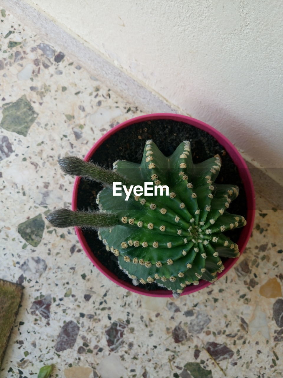PLANT GROWING IN THE DARK