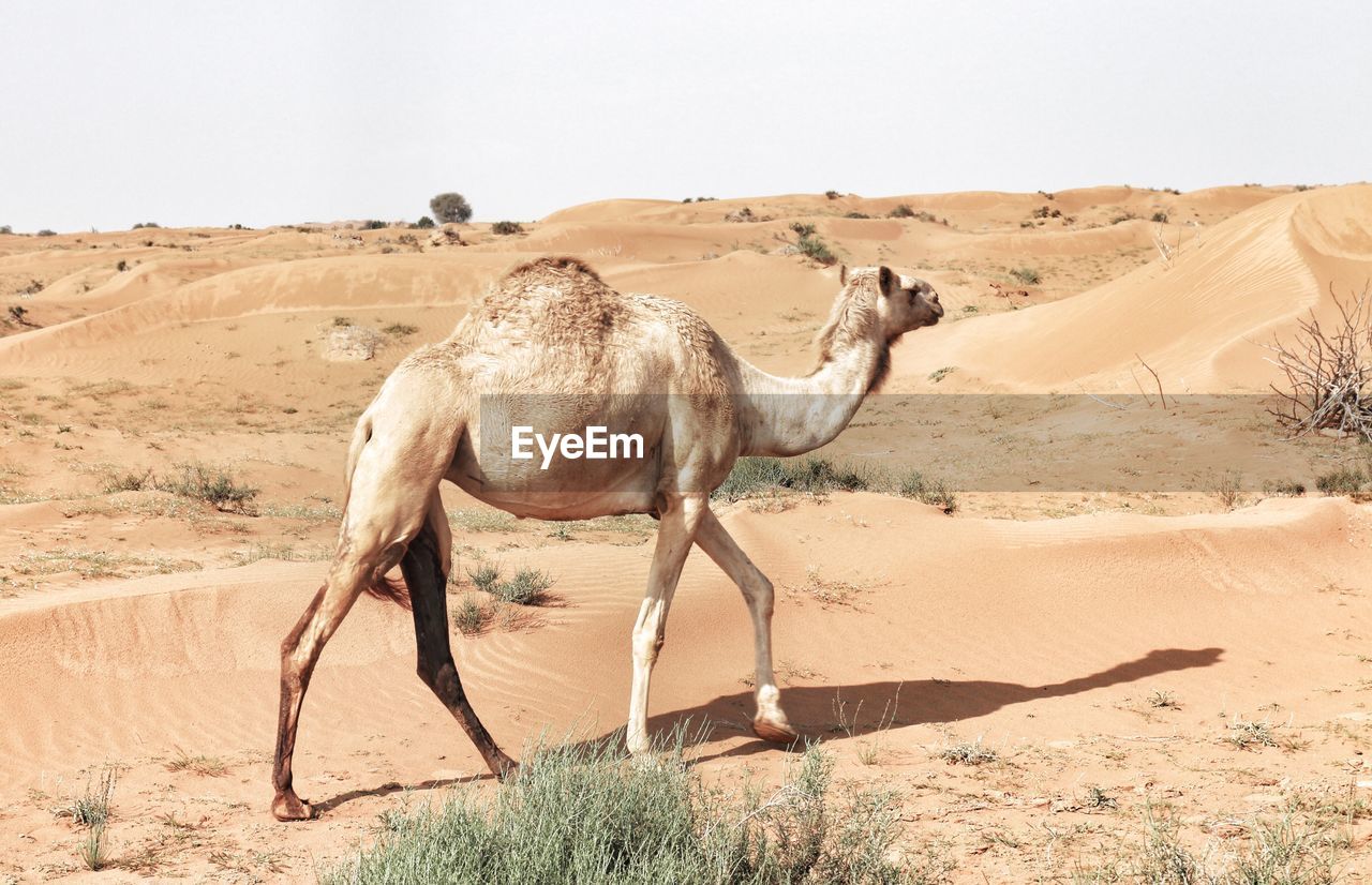 Camel walking in a desert