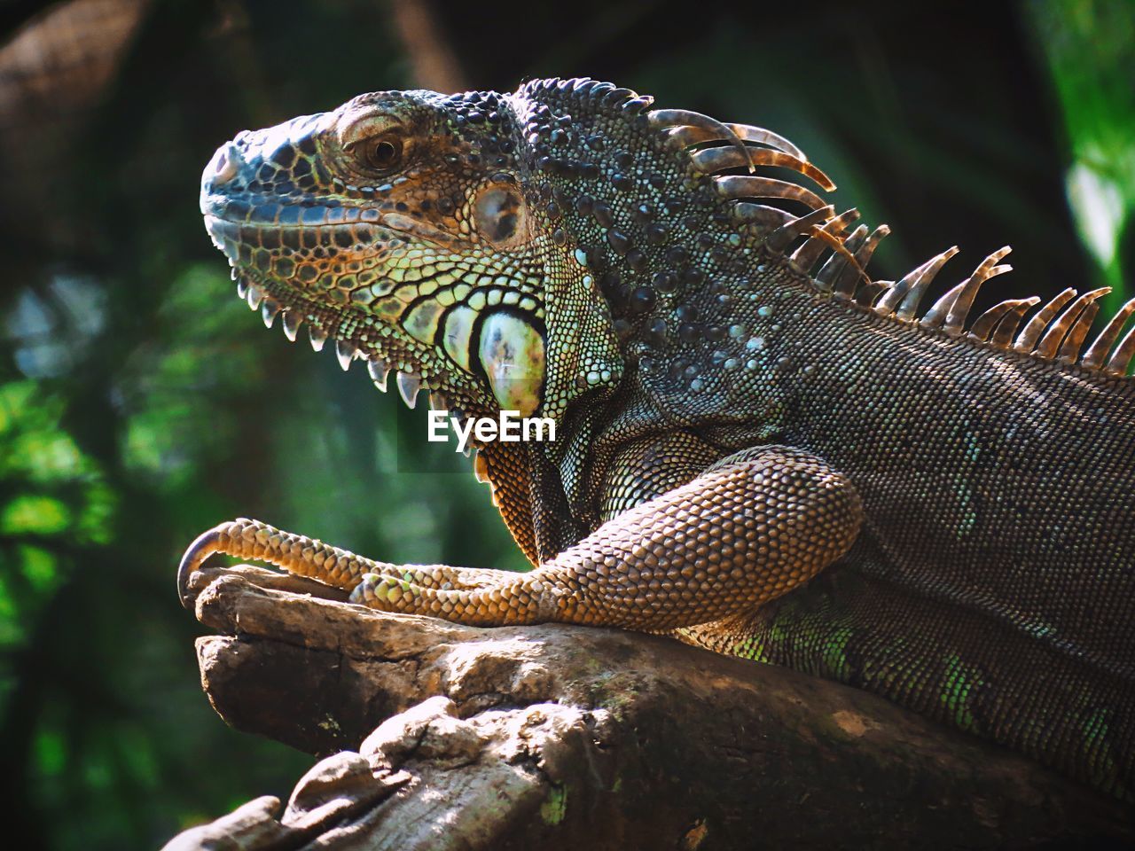 Close-up of an iguana